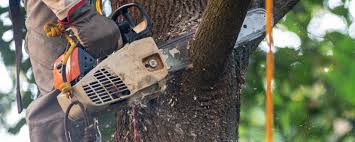 Best Hazardous Tree Removal  in Idalou, TX