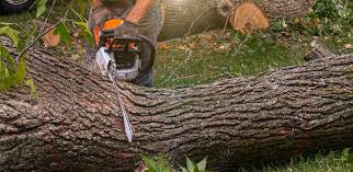 Best Tree Disease Treatment  in Idalou, TX