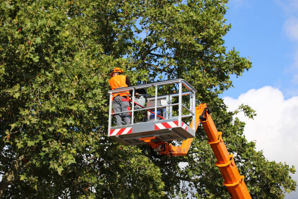 Best Stump Grinding and Removal  in Idalou, TX