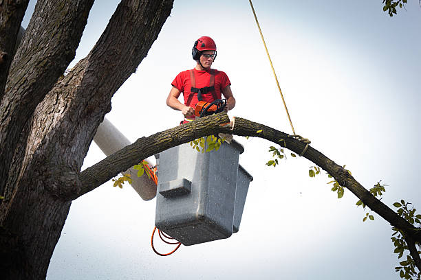 Best Tree Mulching  in Idalou, TX